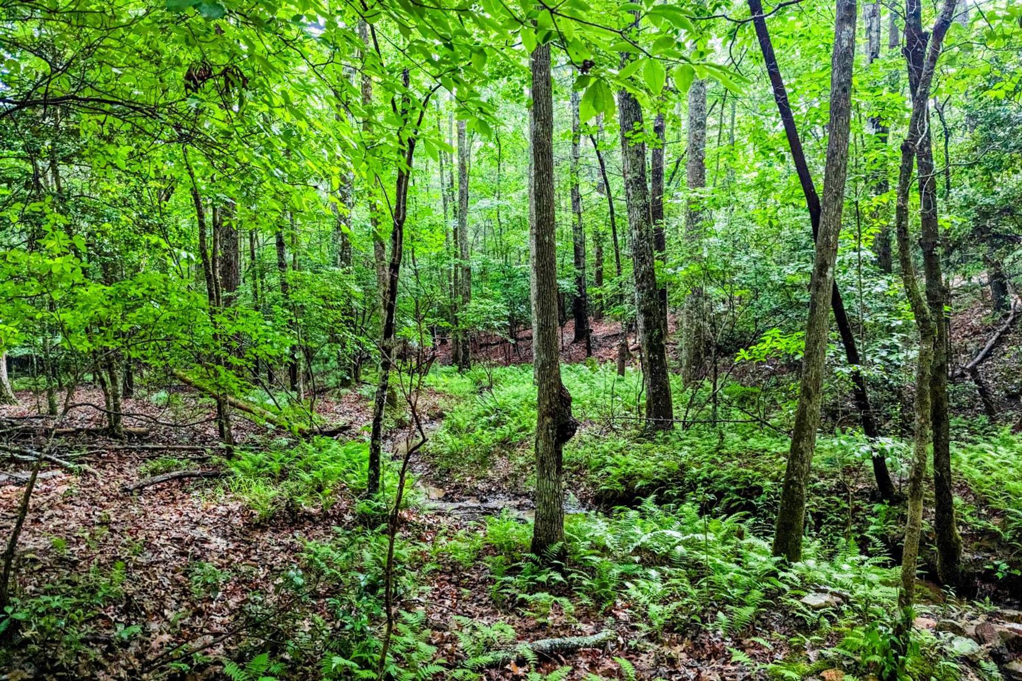 White Owl Cottage Blairsville Εξωτερικό φωτογραφία